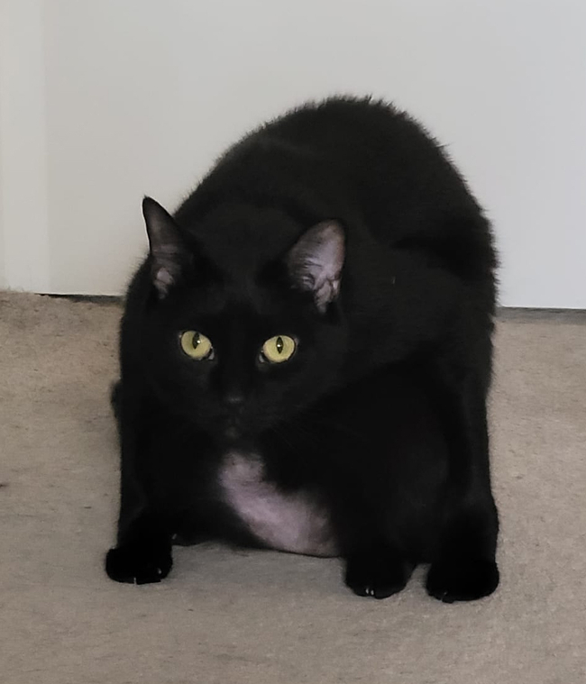 The Boy