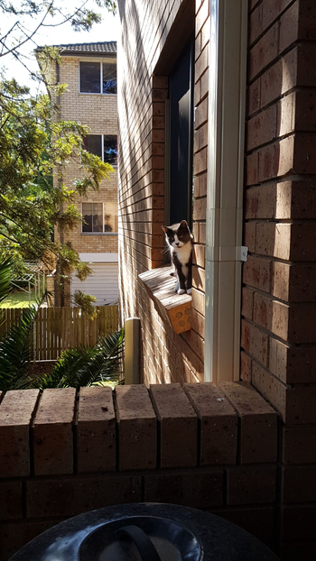 Windowsill baby